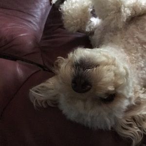 Meet your Posher, Johana